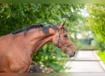 Belgisch Warmbloed, Merrie, 6 Jaar, 171 cm, Bruin