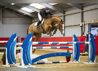 Belgisch Warmbloed, Merrie, 6 Jaar, 173 cm, Vos