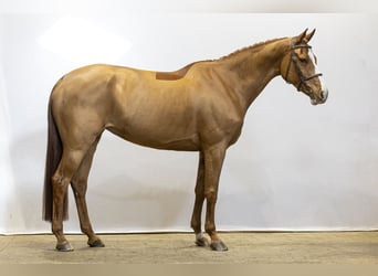 Belgisch Warmbloed, Merrie, 6 Jaar, 173 cm, Vos