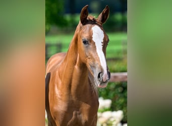 Belgisch Warmbloed, Merrie, 6 Jaar, 173 cm, Vos