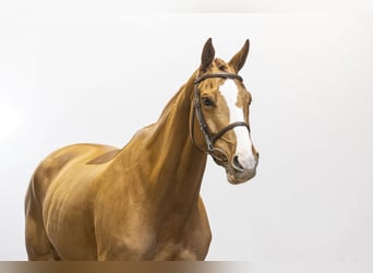 Belgisch Warmbloed, Merrie, 6 Jaar, 173 cm, Vos