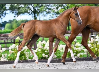 Belgisch Warmbloed, Merrie, 6 Jaar, 173 cm, Vos