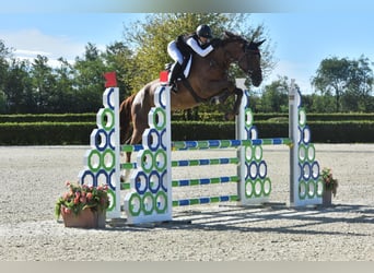 Belgisch Warmbloed, Merrie, 6 Jaar, 174 cm, Bruin