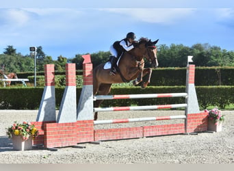 Belgisch Warmbloed, Merrie, 6 Jaar, 174 cm, Bruin