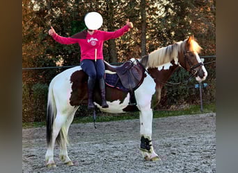 Belgisch Warmbloed, Merrie, 7 Jaar, 162 cm, Gevlekt-paard