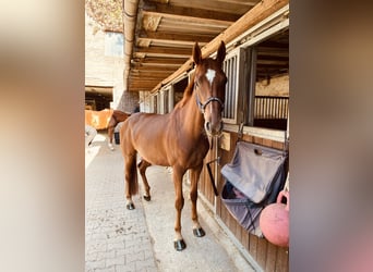 Belgisch Warmbloed, Merrie, 7 Jaar, 164 cm, Vos