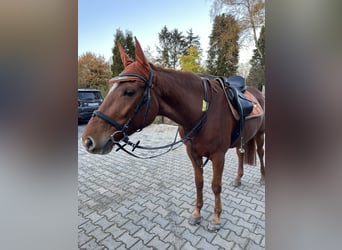 Belgisch Warmbloed, Merrie, 7 Jaar, 164 cm, Vos