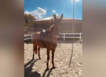 Belgisch Warmbloed, Merrie, 7 Jaar, 164 cm, Vos