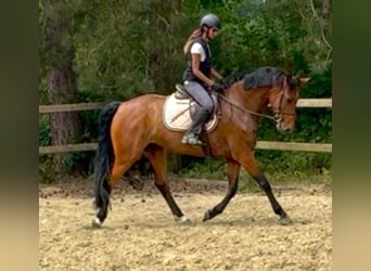 Belgisch Warmbloed, Merrie, 7 Jaar, 165 cm, Bruin
