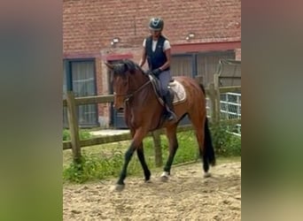 Belgisch Warmbloed, Merrie, 7 Jaar, 165 cm, Bruin