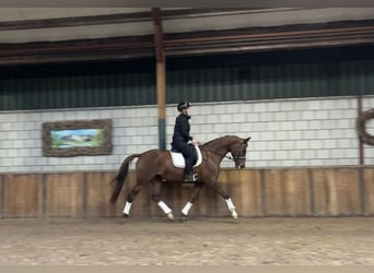 Belgisch Warmbloed, Merrie, 7 Jaar, 168 cm, Vos