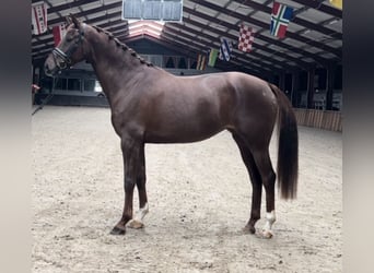 Belgisch Warmbloed, Merrie, 7 Jaar, 168 cm, Vos