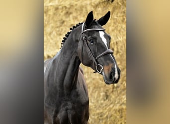 Belgisch Warmbloed, Merrie, 7 Jaar, 169 cm, Zwart