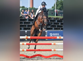 Belgisch Warmbloed, Merrie, 7 Jaar, 170 cm, Bruin