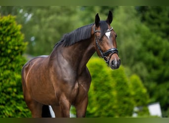 Belgisch Warmbloed, Merrie, 7 Jaar, 170 cm, Donkerbruin