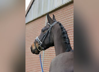 Belgisch Warmbloed, Merrie, 7 Jaar, 170 cm, Donkerbruin