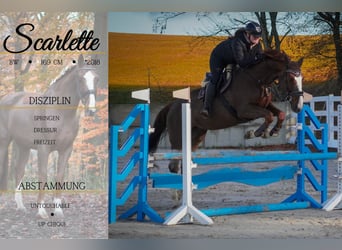 Belgisch Warmbloed, Merrie, 7 Jaar, 170 cm, Donkere-vos