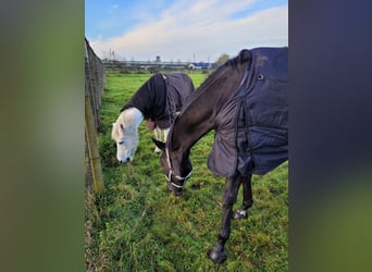 Belgisch Warmbloed, Merrie, 7 Jaar, 170 cm, Zwart