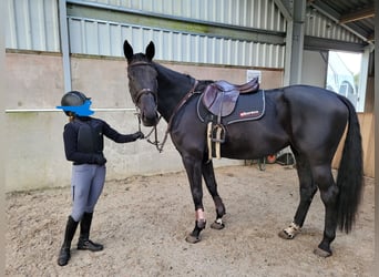 Belgisch Warmbloed, Merrie, 7 Jaar, 170 cm, Zwart