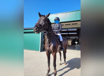 Belgisch Warmbloed, Merrie, 7 Jaar, 170 cm, Zwart
