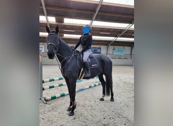 Belgisch Warmbloed, Merrie, 7 Jaar, 170 cm, Zwart