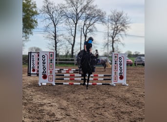 Belgisch Warmbloed, Merrie, 7 Jaar, 170 cm, Zwart