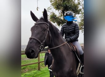 Belgisch Warmbloed, Merrie, 7 Jaar, 170 cm, Zwart