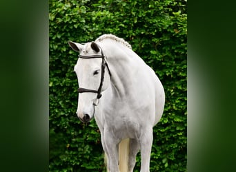 Belgisch Warmbloed, Merrie, 7 Jaar, 171 cm, Schimmel