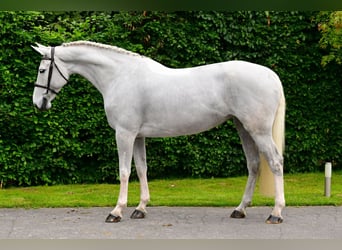 Belgisch Warmbloed, Merrie, 7 Jaar, 171 cm, Schimmel