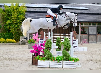 Belgisch Warmbloed, Merrie, 7 Jaar, 171 cm, Schimmel