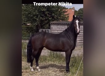 Belgisch Warmbloed, Merrie, 7 Jaar, 172 cm, Donkerbruin