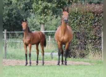 Belgisch Warmbloed, Merrie, 7 Jaar, 173 cm, Bruin