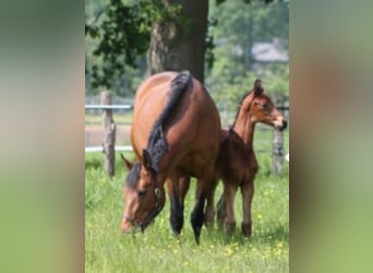 Belgisch Warmbloed, Merrie, 7 Jaar, 173 cm, Bruin
