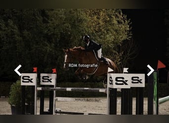 Belgisch Warmbloed, Merrie, 7 Jaar, 178 cm, Vos