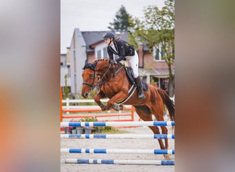 Belgisch Warmbloed, Merrie, 7 Jaar, 180 cm, Donkere-vos