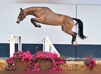 Belgisch Warmbloed, Merrie, 7 Jaar, Blauwschimmel