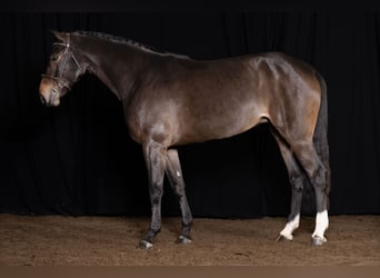 Belgisch Warmbloed, Merrie, 7 Jaar, Bruin