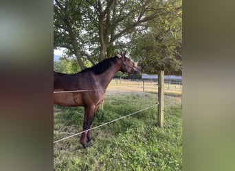 Belgisch Warmbloed, Merrie, 7 Jaar, Donkerbruin