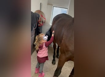 Belgisch Warmbloed, Merrie, 7 Jaar, Donkerbruin
