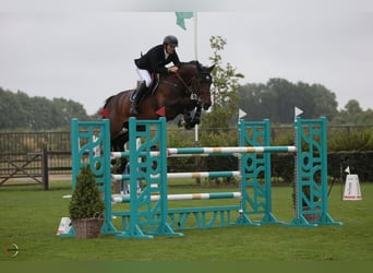 Belgisch Warmbloed, Merrie, 7 Jaar, Donkerbruin