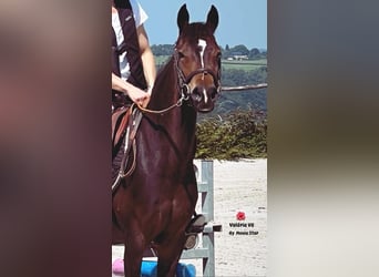 Belgisch Warmbloed, Merrie, 8 Jaar, 143 cm, Zwartbruin