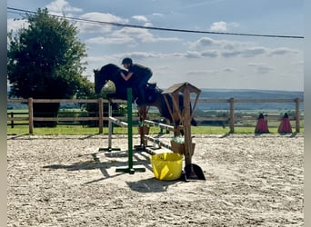 Belgisch Warmbloed, Merrie, 8 Jaar, 144 cm, Zwartbruin