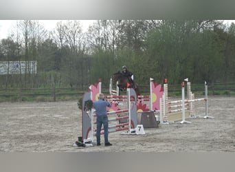 Belgisches Warmblut, Stute, 8 Jahre, 162 cm, Brauner