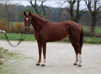 Belgisch Warmbloed, Merrie, 8 Jaar, 162 cm, Vos