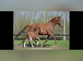 Belgisch Warmbloed, Merrie, 8 Jaar, 165 cm, Brauner