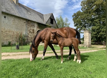 Belgisch Warmbloed, Merrie, 8 Jaar, 165 cm, Brauner