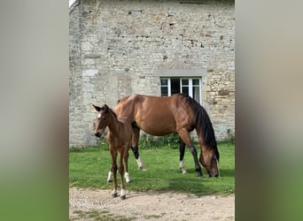 Belgisch Warmbloed, Merrie, 8 Jaar, 165 cm, Brauner