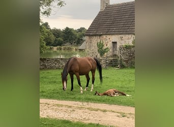 Belgisch Warmbloed, Merrie, 8 Jaar, 165 cm, Brauner