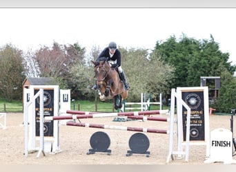 Belgisch Warmbloed, Merrie, 8 Jaar, 165 cm, Roodbruin