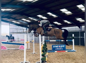 Belgisch Warmbloed, Merrie, 8 Jaar, 165 cm, Roodbruin